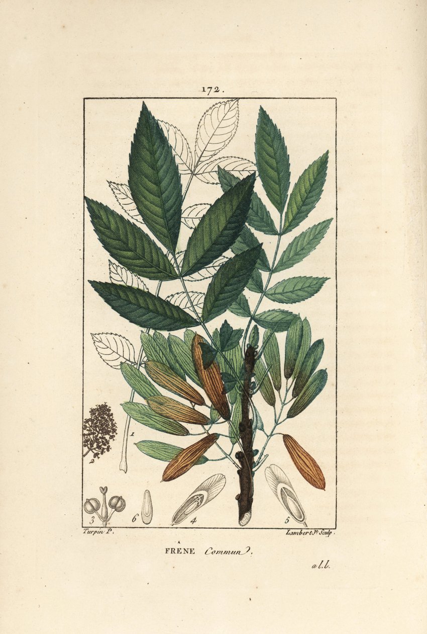 トネリコ（Fraxinus excelsior）の枝、葉、種、葉の輪郭。ショーメトン、ポワレ、シャンベルエの " 作： ピエールジャンフランソワターピン