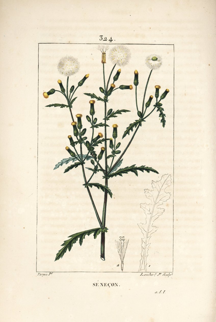 コモン・セネコン - コモン・グラウンドセル（Senecio vulgaris）の花、葉、種子、茎、葉の輪郭。Chaumeton, Poiret and Chamberetの "La Festa "からPierre Jean-Francois Turpinが描いたものをLambert Juniorが手彩色のスティプル銅版画にしたもの。 作： ピエールジャンフランソワターピン