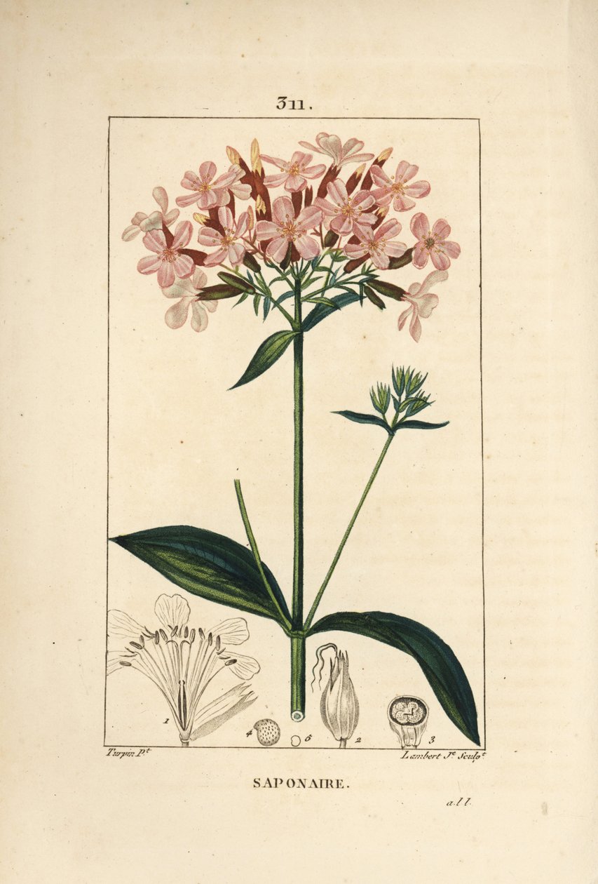 花、葉、茎、種を持つ、普通のソープワート（Saponaria officinalis）。Chaumeton, Poiret and Chamberetの "La Flore Medicale, Paris, Panck "に掲載されたPierre Jean-Francois Turpinの絵をもとにLambert Juniorが描いた手彩色のスティプル銅版画。 作： ピエールジャンフランソワターピン