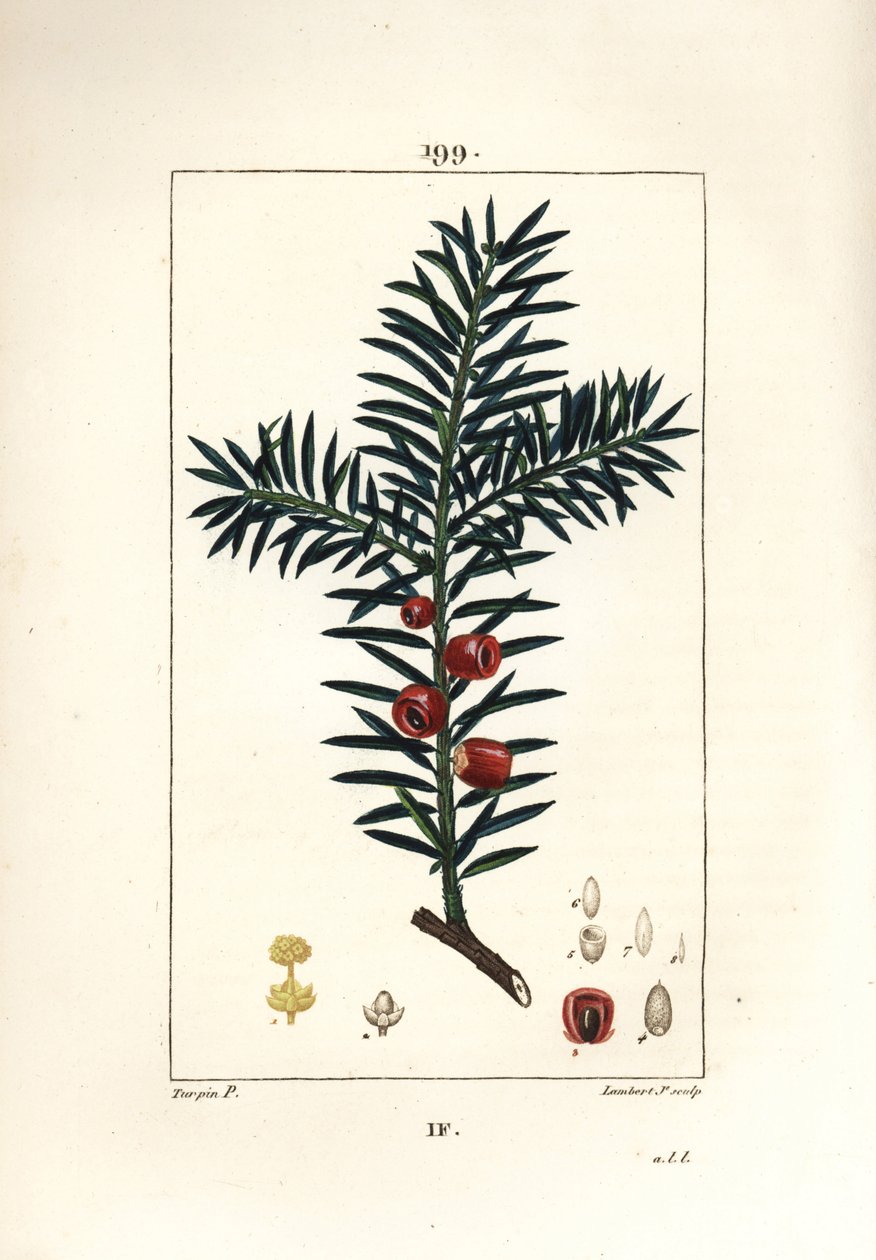 一般的なイチイまたはイチイの実 - イチイの木、Taxus baccata。Chaumeton, Poiret and Chamberetの "La Flore Medicale", Paris, Panckouckeに掲載されたPierre Jean-Francois Turpinの絵をLambert Juniorが手彩色で描いた銅版画。 作： ピエールジャンフランソワターピン