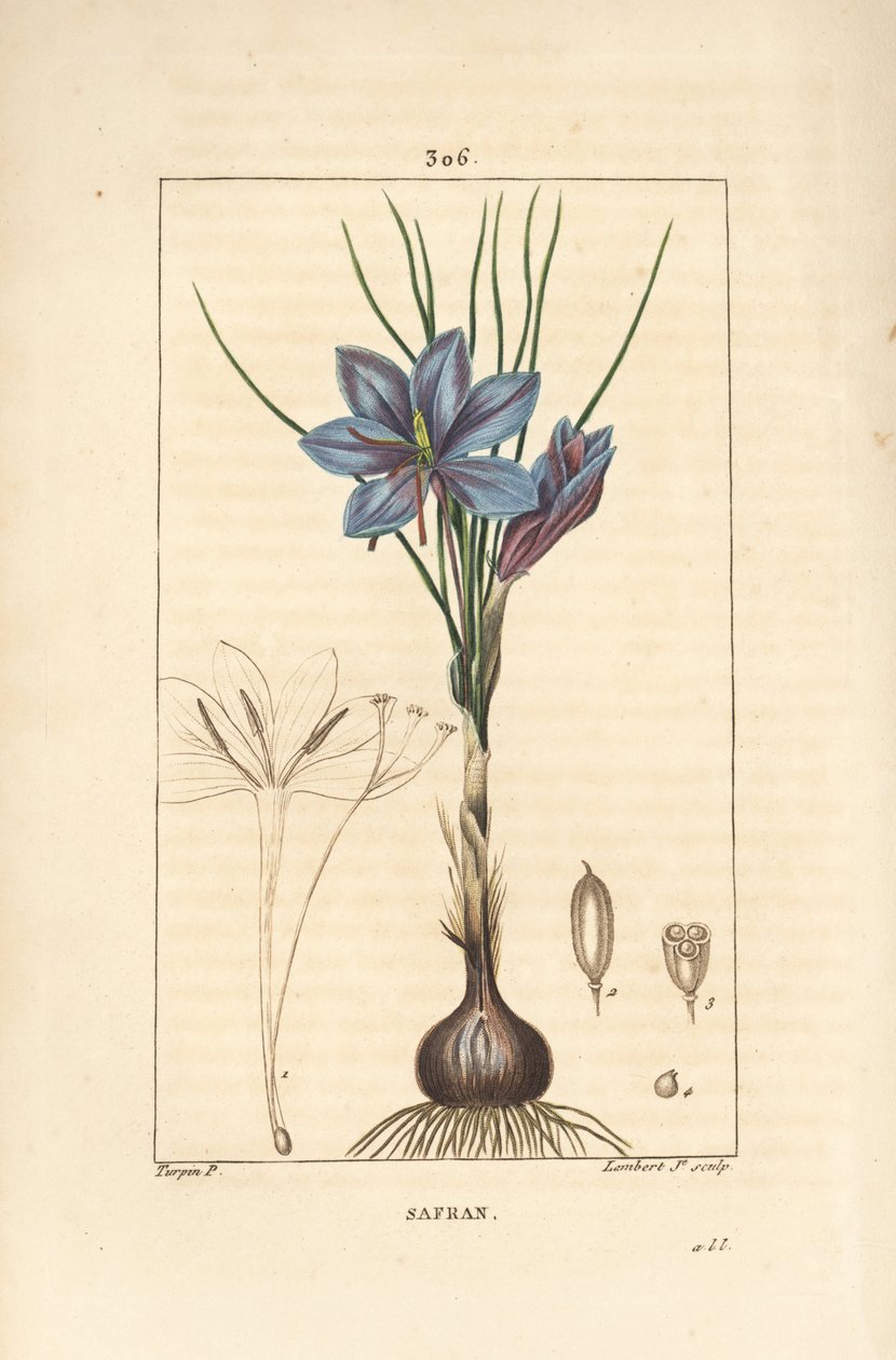 クロッカス（Crocus）：花、葉、茎、球根、聖痕を示すサフラン・クロッカス（Crocus sativus）。Chaumeton, Poiret and Chamberetの "La Flore Medicale "からPierre Jean-Francois Turpinが描いたものをLambert Juniorが手彩色のスティプル銅版画にしたもの。 作： ピエールジャンフランソワターピン