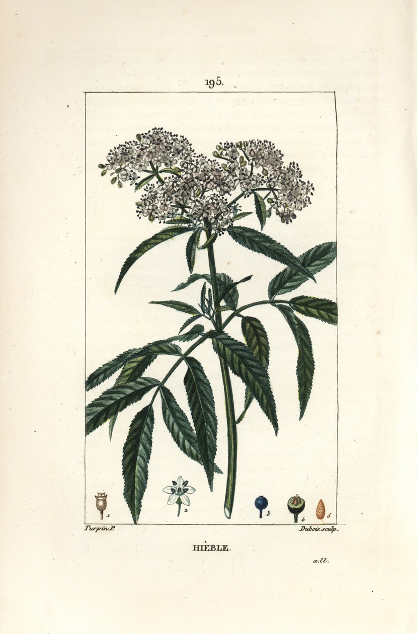 Dwarf elder - Dwarf elder, Sambucus humilis.Chaumeton, Poiret and Chamberetの "La Flore Medicale, Paris, Panckoucke "に掲載されたPierre Jean-Francois Turpinの絵をもとにLambert Juniorが描いた手彩色のスティプル銅版画。 作： ピエールジャンフランソワターピン