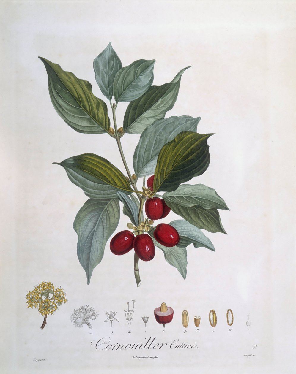 ヨーロッパコーネル（Cornus mas）、Henry Louis Duhamel du Monceau、Pierre Jean Francois Turpinによるボタニカルプレート 作： ピエールジャンフランソワターピン