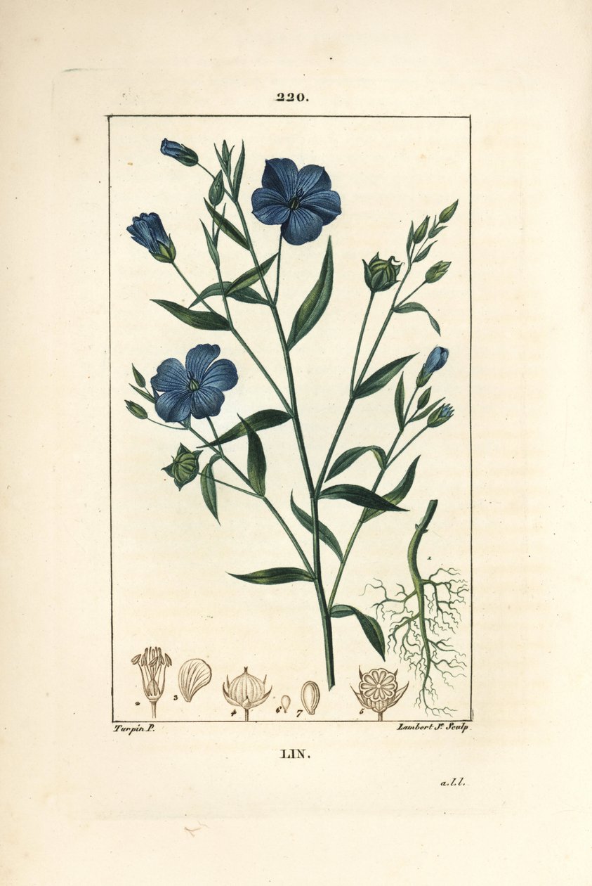 亜麻 - Linum sativum（リンシード）。Chaumeton, Poiret and Chamberetの "La Flore Medicale", Paris, PanckouckeよりPierre Jean-Francois Turpinが描いた絵をLambert Juniorが手彩色のスティプル銅版画で再現。 作： ピエールジャンフランソワターピン