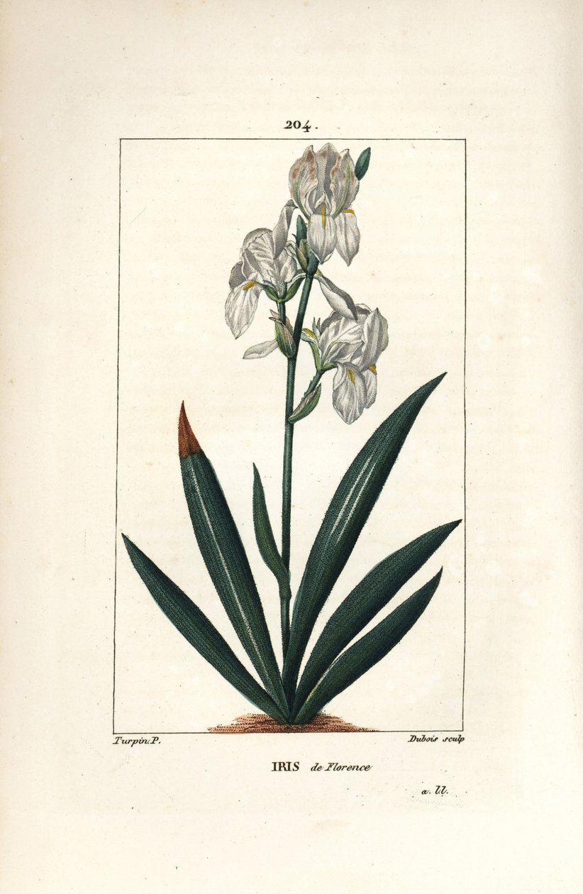フロレンティン・アイリス、フローレンス・アイリス - Florentine Iris, Iris florentina, flower and leaf.ショーメトン、ポワレ、シャンベの "La Flore Medicale"（パリ、パン）に掲載されたピエール・ジャン・フランソワ・テュルパンの絵をデュボアが手彩色で銅版画にしたもの。 作： ピエールジャンフランソワターピン