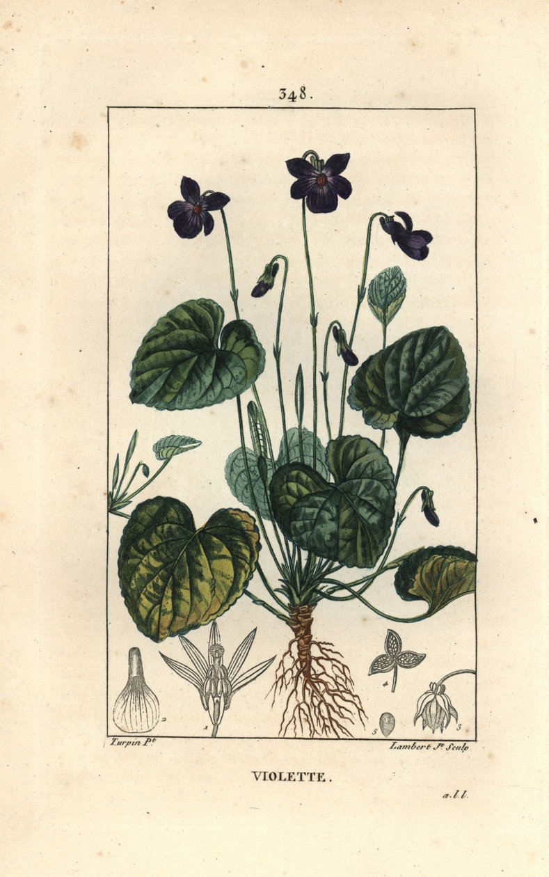 花、葉、茎、根を持つスウィートバイオレット（Viola odorata）。Chaumeton, Poiret and Chamberetの "La Flore Medicale, Pari "に掲載されたPierre Jean-Francois Turpinの絵をもとにLambert Juniorが描いた手彩色のスティプル銅版画。 作： ピエールジャンフランソワターピン