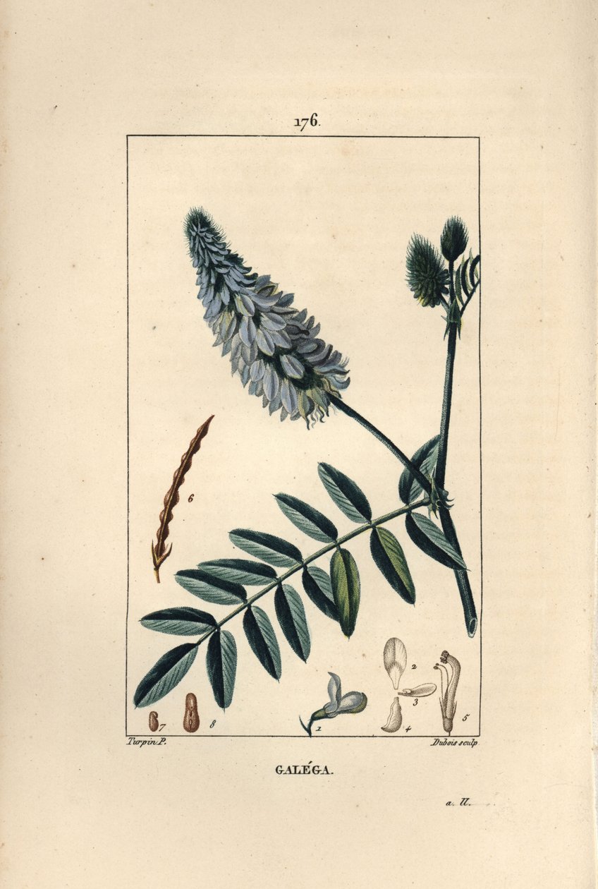 Galega - 花、葉、種を持つヤギのルー（Galega officinalis）。ショーメトン、ポワレ、シャンベの "La Flore Medicale"（パリ、パンクック）に掲載されたピエール・ジャン＝フランソワ・テュルパンの絵をデュボアが手彩色のスティプル銅版画にしたもの。 作： ピエールジャンフランソワターピン