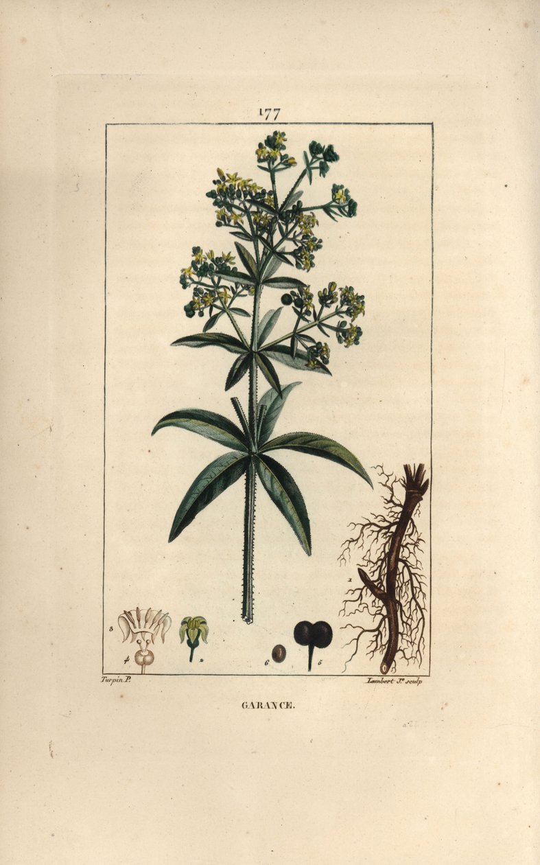 Garance des dyers - Madder, Rubia tinctorum, with root, flower, leaf and seed.パリで出版されたChaumeton, Poiret and Chamberetの "La Flore Medicale "に掲載されたPierre Jean-Francois Turpinの図からLambert Juniorが描いた手彩色のスティプル銅版画。 作： ピエールジャンフランソワターピン