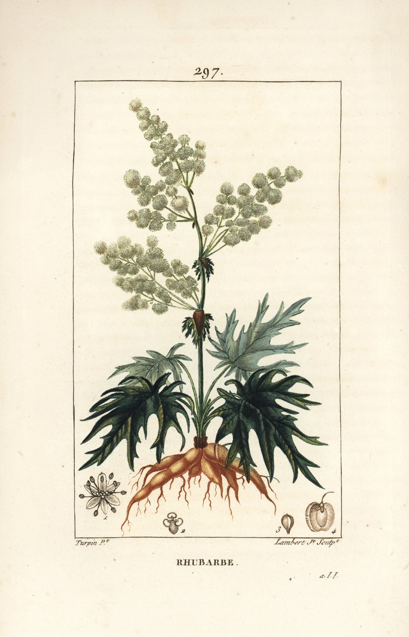 ガーデン・ルバーブ - 花、茎、葉、種、根を持つルバーブ（Rheum rhabarbarum）。Chaumeton, Poiret and Chamberetの「La F」に掲載されたPierre Jean-Francois Turpinの絵をもとにLambert Juniorが描いた手彩色のスティプル銅版画。 作： ピエールジャンフランソワターピン