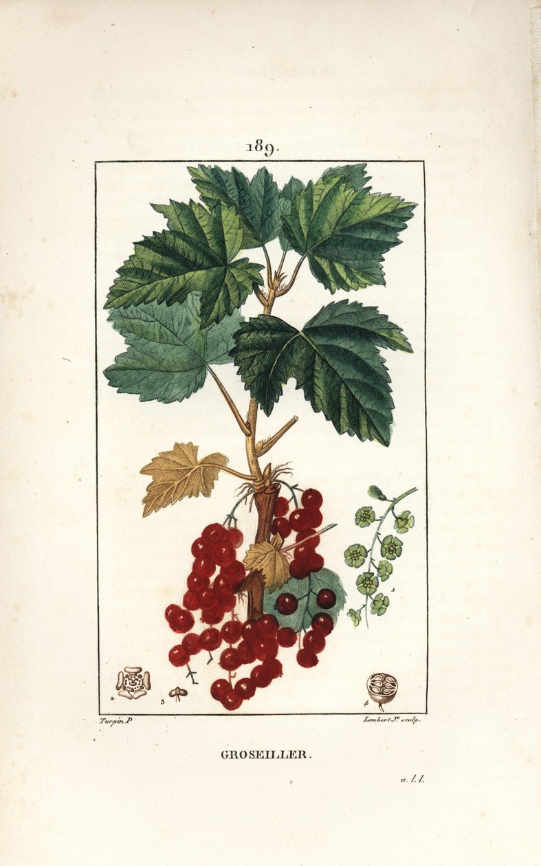 葉、茎、果実、花を持つレッドカラント（Ribes rubrum）。Chaumeton, Poiret and Chamberetの "La Flore Medicale "からPierre Jean-Francois Turpinが描いたものをLambert Juniorが手彩色のスティプル銅版画にしたもの。 作： ピエールジャンフランソワターピン