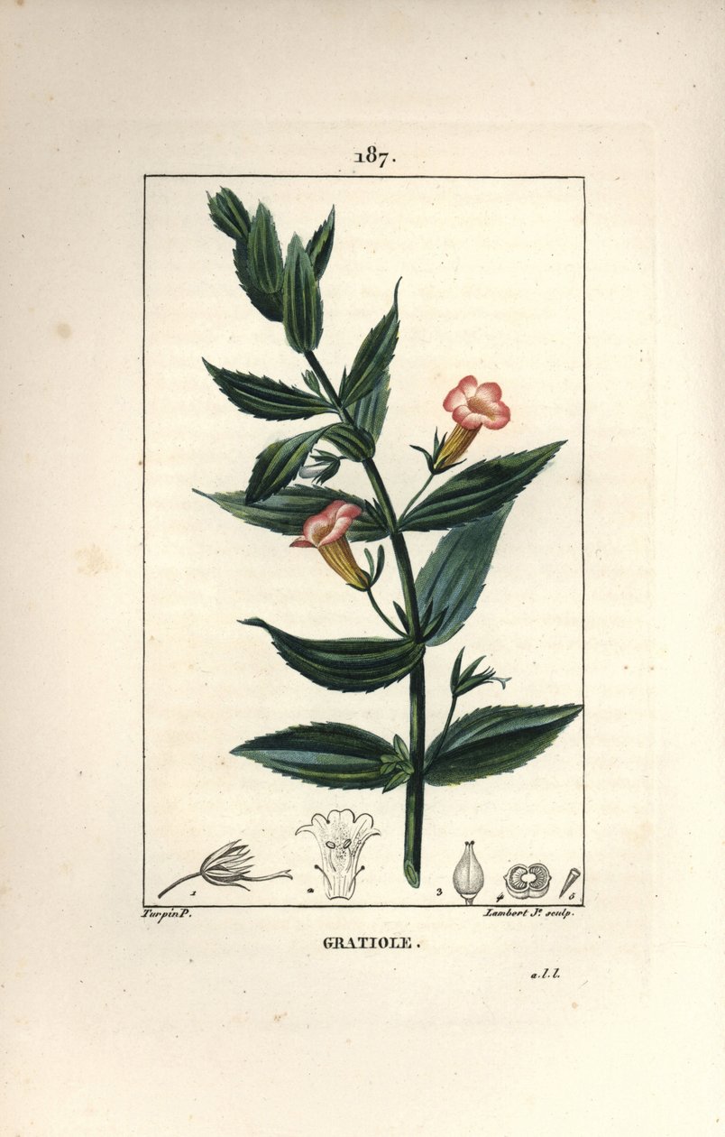 Gratiole officinale, or Grace de dieu, Grace au poor man, Petite digitale - Hedge hyssops, Gratiola officinalis.ピエール・ジャン・フランソワ・テュルパンがショーメトン、ポワレ、シャンベから描いた絵をもとに、ランベール・ジュニアが手彩色のスティプル銅版画を制作。 作： ピエールジャンフランソワターピン