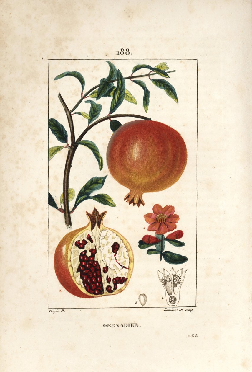 Grenadier - ザクロの木（Punica granatum）、葉、花、果実、種子を示す果実の断面図。ピエール・ジャン・フランソワ・トルパンがショーメトン、ポワレ、シャンベに描いた絵をもとに、ランベール・ジュニアが手彩色のスティプル銅版画を制作。 作： ピエールジャンフランソワターピン