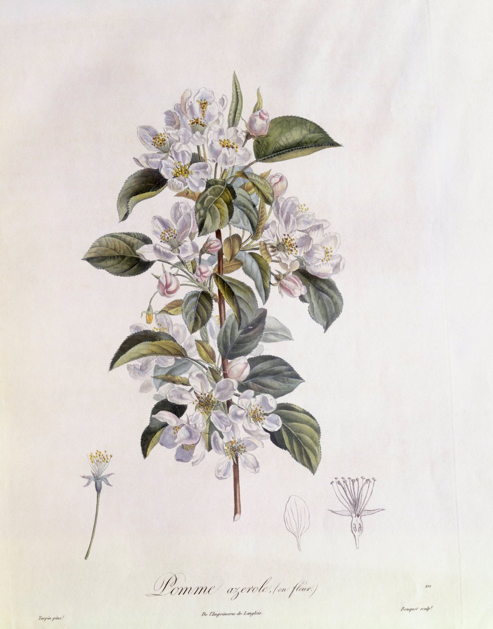 サンザシ（Crataegus azarolus）の花 Henry Louis Duhamel du Monceau、Pierre Jean Francois Turpinによる植物画プレート 作： ピエールジャンフランソワターピン