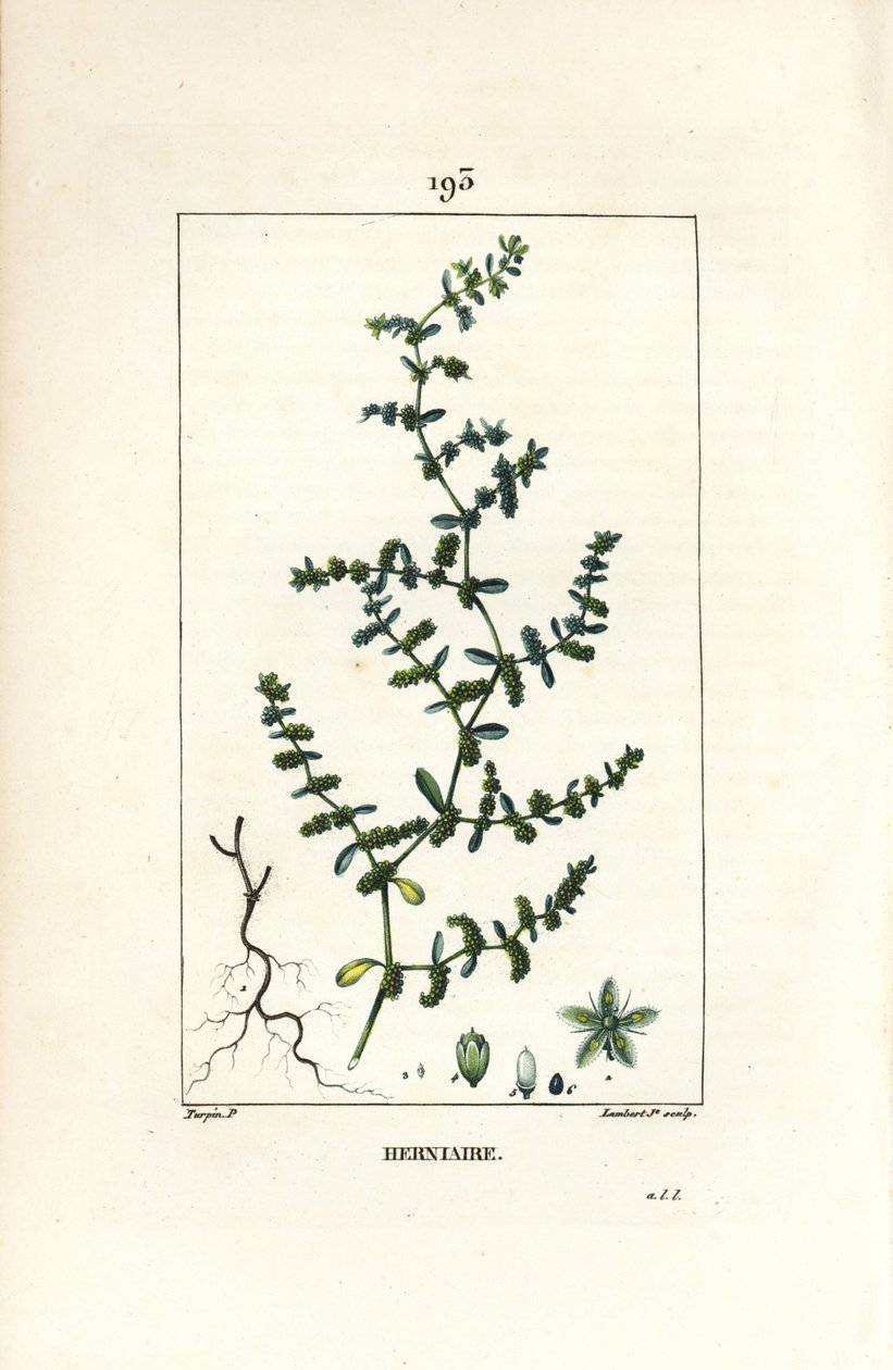 Herniary glabrous or turquette - Rupture wort, Herniaria glabra.Chaumeton, Poiret and Chamberetの "La Flore Medicale, Paris, Panckoucke "に掲載されたPierre Jean-Francois Turpinの図からLambert Juniorが描いた手彩色のスティップル銅版画。 作： ピエールジャンフランソワターピン