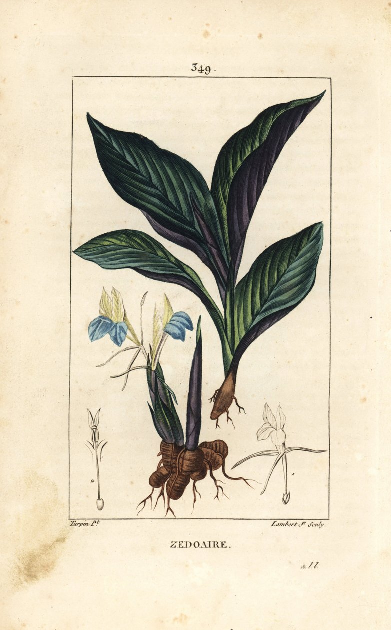 花、葉、茎、根茎を持つヒマラヤクロッカス（Zedoary, Koempferia rotunda）。Chaumeton, Poiret and Chamberetの "La Flore Medicale "に掲載されたPierre Jean-Francois Turpinの絵をもとにLambert Juniorが描いた手彩色のスティプル銅版画。 作： ピエールジャンフランソワターピン