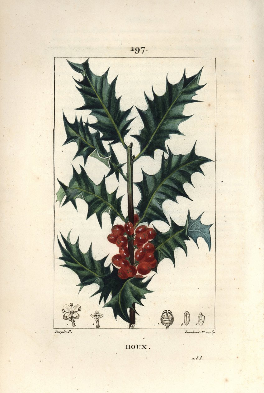 Holly - ホリー（Ilex aqualifolium）、トゲのある葉と赤い実を持つ。Chaumeton, Poiret and Chamberetの "La Flore Medicale, Paris, Panckouc "に掲載されたPierre Jean-Francois Turpinの絵をもとにLambert Juniorが描いた手彩色のスティプル銅版画。 作： ピエールジャンフランソワターピン