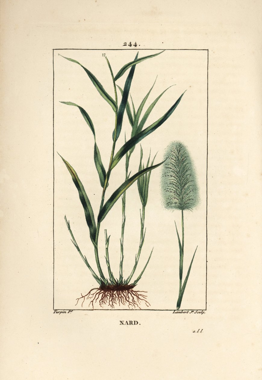 インディアン・ナード（Spicanard） - スピケナード（Spikenard, Andropogon nardus）の葉、根、花を描いたもの。Chaumeton, Poiret and Chamberetの "La Flore Medi "からPierre Jean-Francois Turpinが描いたものをLambert Juniorが手彩色のスティプル銅版画にしたもの。 作： ピエールジャンフランソワターピン
