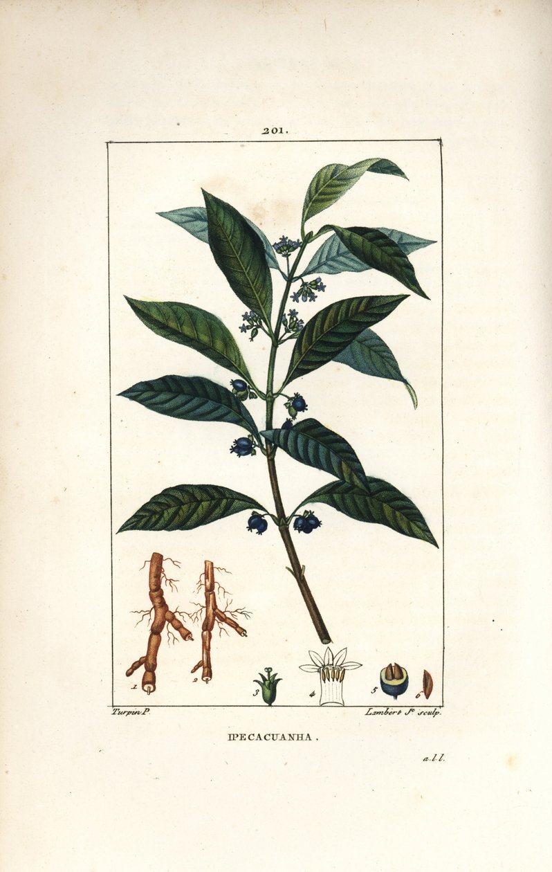 Ipeca or Ipecacuana - Ipecacuanha, Psychotria emetica, with leaf, flower and root.Chaumeton, Poiret and Chamberetの "La Flore Medicale, Par "に掲載されているPierre Jean-Francois Turpinの絵をもとにLambert Juniorが描いた手彩色のスティプル銅版画。 作： ピエールジャンフランソワターピン