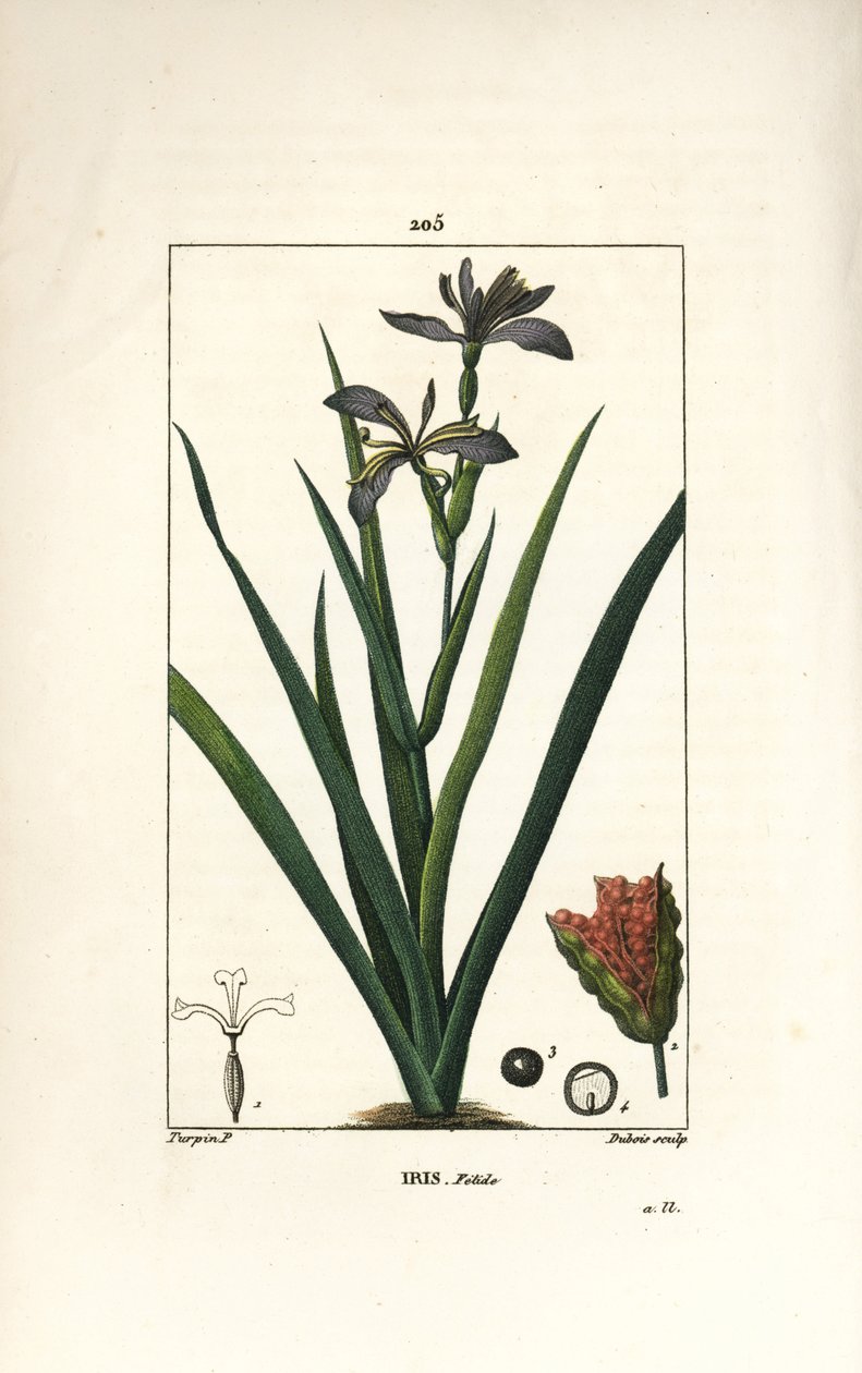 Stinkende Schwertlilie, Iris foetida, mit Blume, Blatt und Samenkapsel. Handkolorierter Kupferstich von Dubois nach einer Zeichnung von Pierre Jean-Francois Turpin aus Chaumeton, Poiret und Chamberet