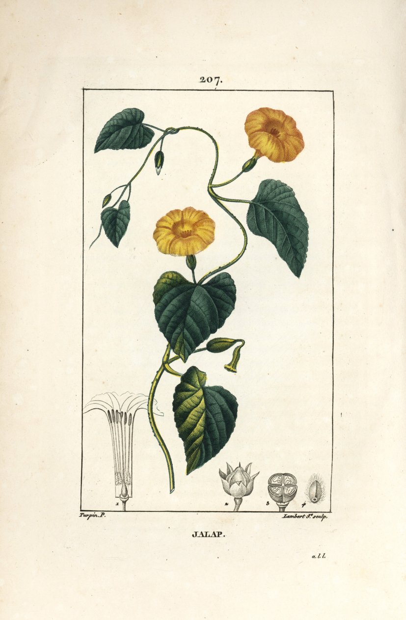 ジャラップ（Convolvulus jalappa）。Chaumeton, Poiret and Chamberetの "La Flore Medicale", Paris, Panckouckeに掲載されたPierre Jean-Francois Turpinの図からLambert Juniorが描いた手彩色のスティップル銅版画。 作： ピエールジャンフランソワターピン
