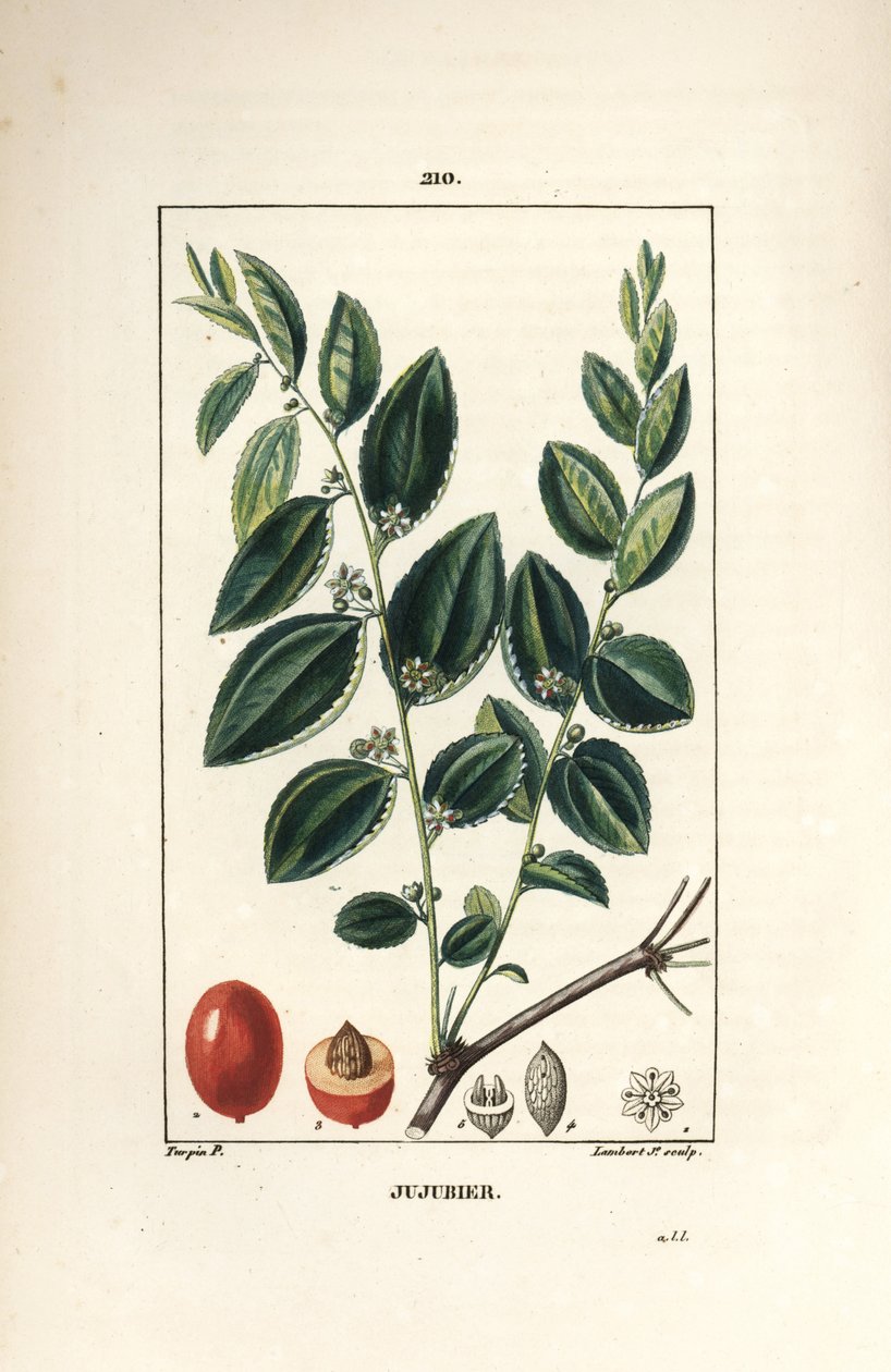 ナツメの木（Rhamnus zizyphus）の花、葉、果実の断面図です。Chaumeton, Poiret and Chamberetの「La Flore」に掲載されたPierre Jean-Francois Turpinの絵をもとに、Lambert Juniorが手彩色のスティプル銅版画を描いたもの。 作： ピエールジャンフランソワターピン