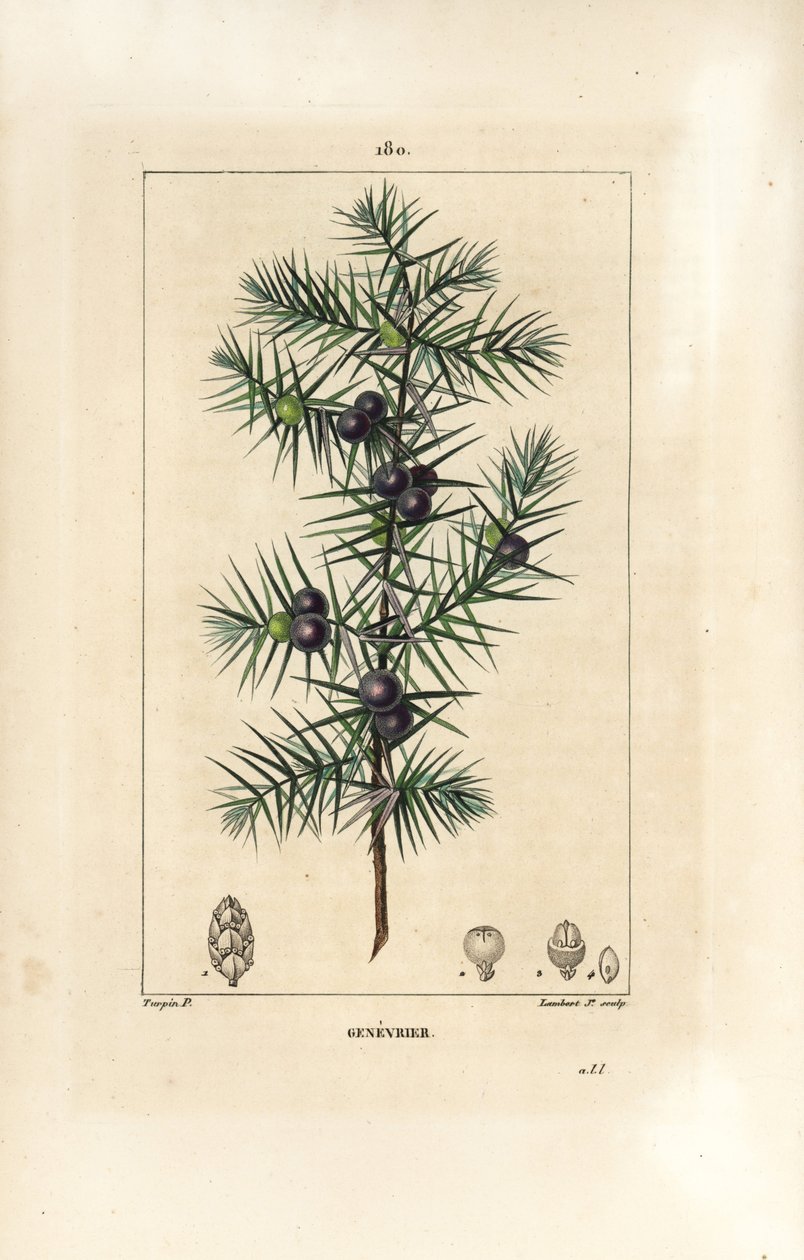 ジュニパーの木（Juniperus vulgaris）、葉、実、茎を示す。Chaumeton, Poiret and Chamberetの "La Flore Medicale", Paris, Panckouckeに掲載されたPierre Jean-Francois Turpinの図からLambert Juniorが描いた手彩色のスティップル銅版画。 作： ピエールジャンフランソワターピン