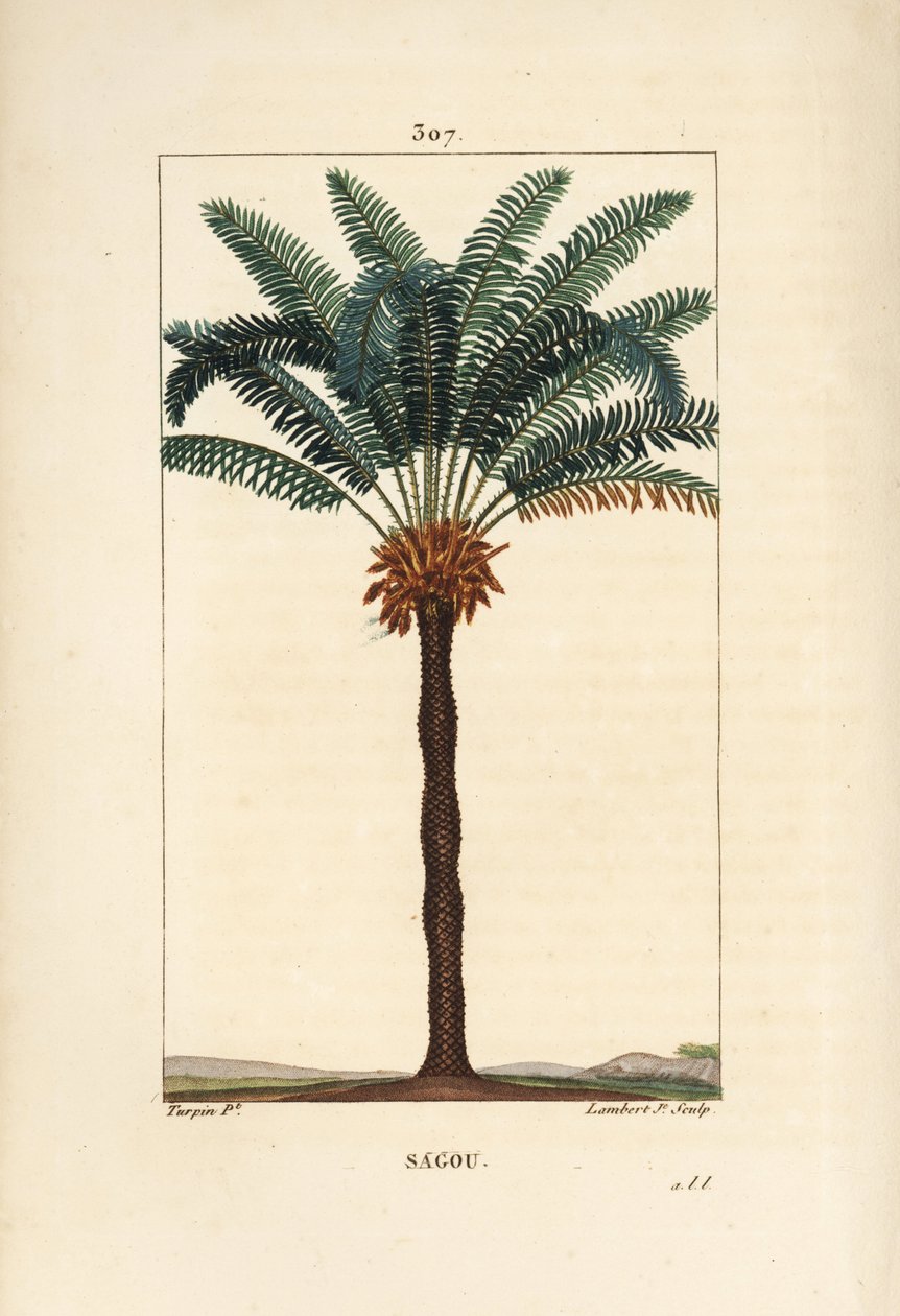 大きな枝や大きなソテツ - クイーンサゴ（Cycas circinalis）の葉、種、幹を示す。絶滅危惧種のヤシの木。Chaumeton, Poiret and Chamberet」のPierre Jean-Francois Turpinの図面からLambert Juniorが描いた手彩色のスティプル銅版画。 作： ピエールジャンフランソワターピン
