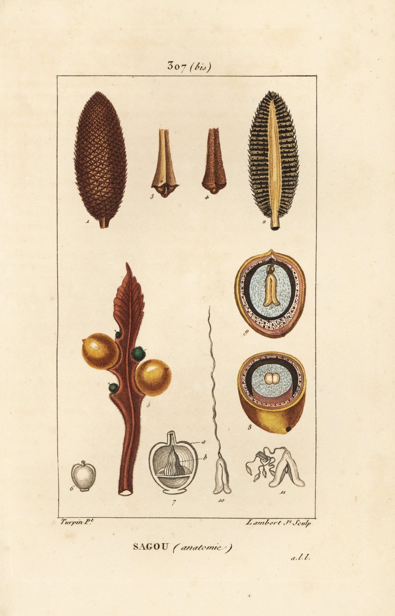 大きな枝や大きなソテツの種子 - クイーンサゴ（Cycas circinalis）、種子と断面を示す。絶滅危惧種。Chaumeton, Poiret and Chamberetの「La」からPierre Jean-Francois Turpinが描いた絵をLambert Juniorが手彩色で描いた銅版画。 作： ピエールジャンフランソワターピン
