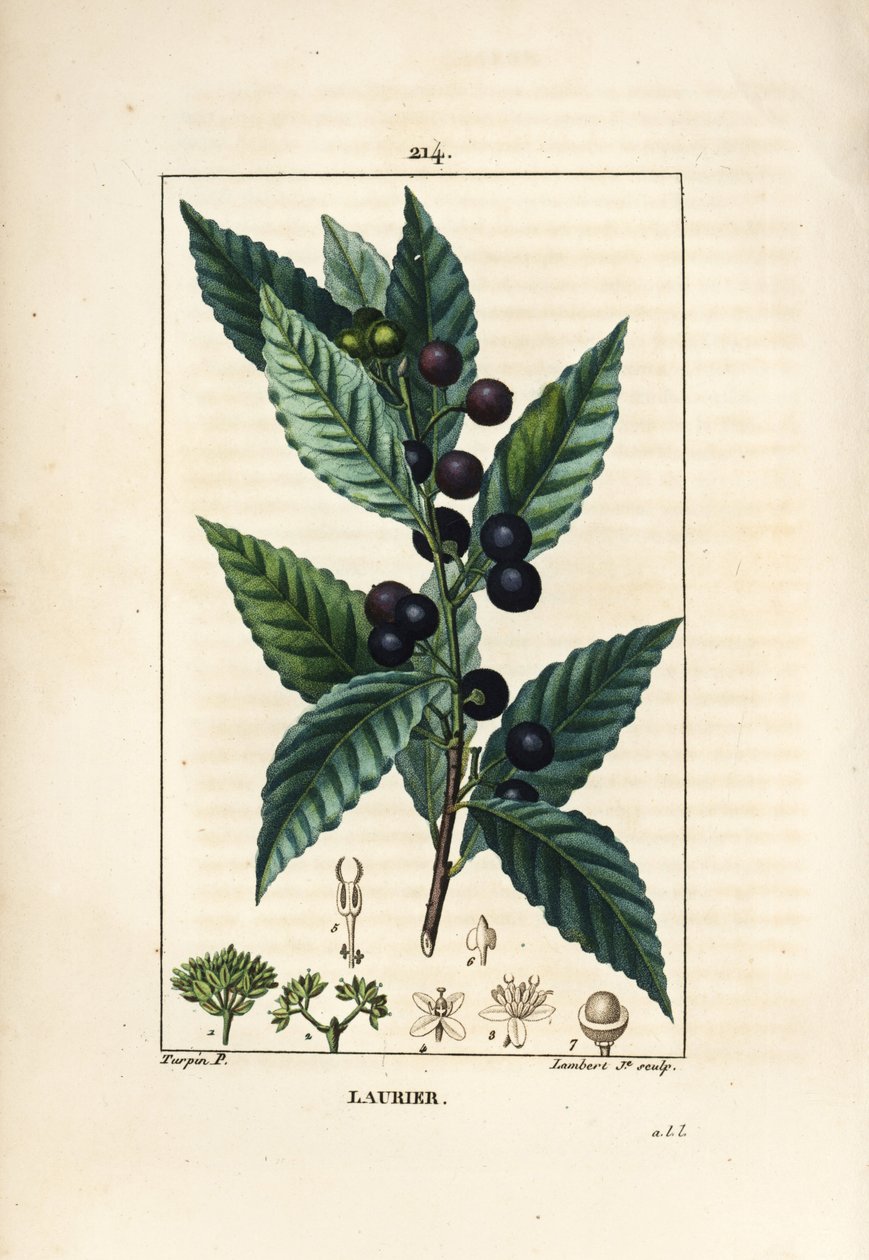 月桂樹（Laurus nobilis）、葉、実、種を持つ。ショーメトン、ポワレ、シャンベの "La Flore Medicale"（パリ、パンクック）に掲載されたピエール・ジャン＝フランソワ・テュルパンの絵からランベール・ジュニアが描いた手彩色のスティプル銅版画。 作： ピエールジャンフランソワターピン