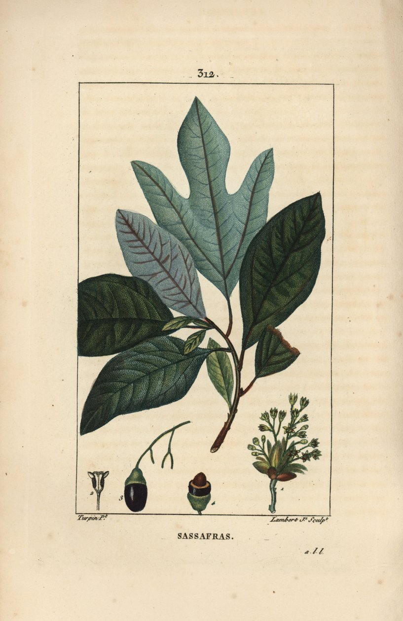 Laurier des Iroquois - 花、葉、果実、種を持つ白いササフラスの木（Sassafras albidum）。Chaumeton, Poiret and Chamberetの「La Flore」からPierre Jean-Francois Turpinが描いた絵をLambert Juniorが手彩色のスティプル銅版画にしたもの。 作： ピエールジャンフランソワターピン