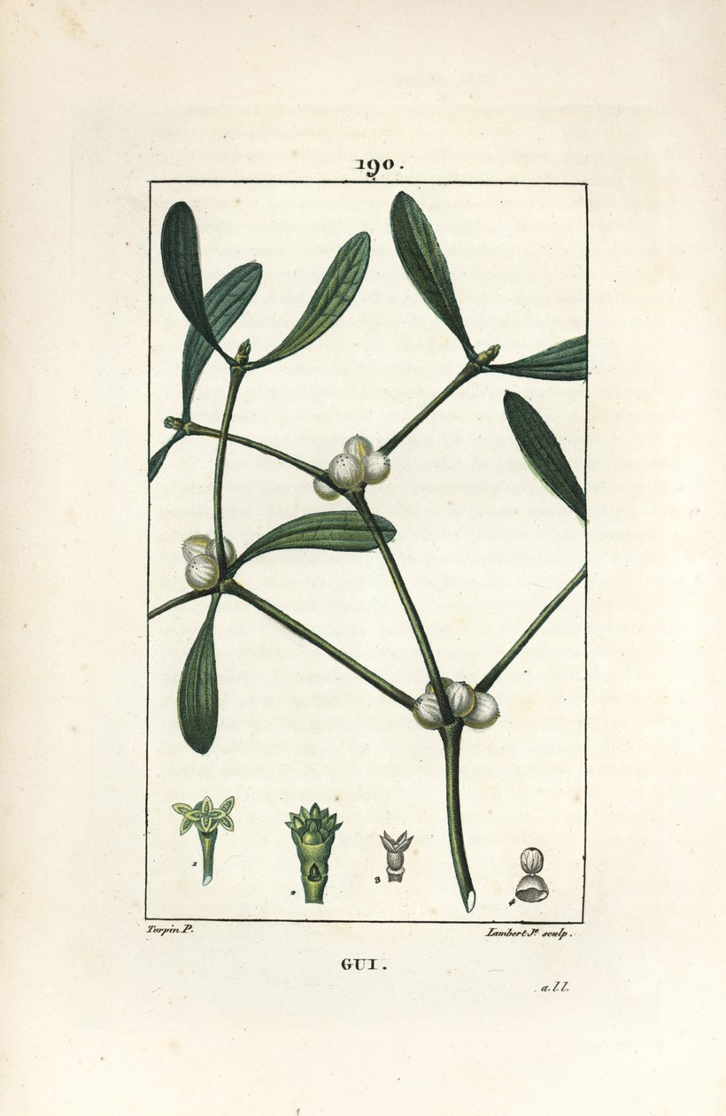 葉状のヤドリギ - Mistletoe, Vissperm album.Chaumeton, Poiret and Chamberetの "La Flore Medicale, Paris, Panckoucke "に掲載されたPierre Jean-Francois Turpinの絵からLambert Juniorが描いた手彩色のスティップル銅版画。 作： ピエールジャンフランソワターピン