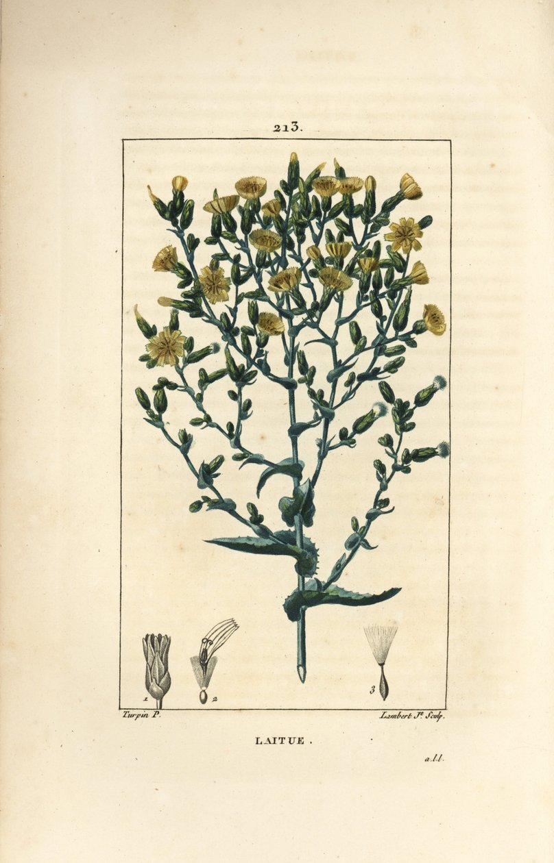 レタス - Lactuca sativa（レタス）。Chaumeton, Poiret and Chamberet
