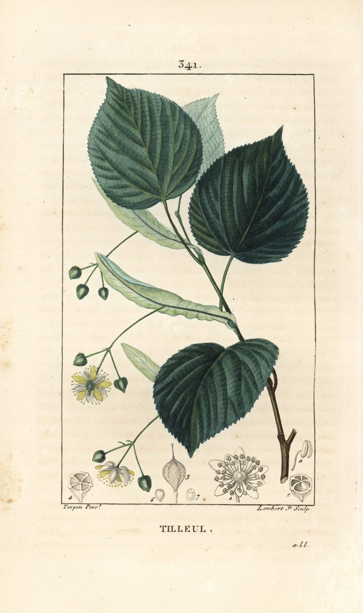 菩提樹（Tilia europea）の葉、枝、花、種。パリのショーメトン、ポワレ、シャンベの「医学的花」からピエール・ジャン＝フランソワ・テュルパンが描いた絵をランベール・ジュニアが手彩色のスティプル銅版画にしたもの。 作： ピエールジャンフランソワターピン