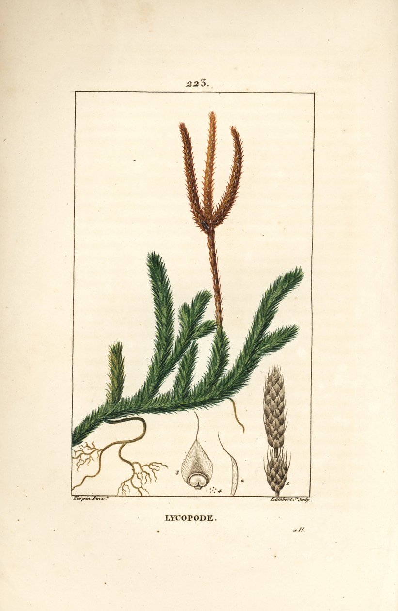 棍棒を持つ草 - 一般的な棍棒状のコケ、Lycopodium clavatum（リコポディウム・クラバタム）。パリで出版されたChaumeton, Poiret and Chamberetの "La Flore Medicale "に掲載されたPierre Jean-Francois Turpinの絵をもとに、Lambert Juniorが手彩色のスティプル銅版画を制作。 作： ピエールジャンフランソワターピン