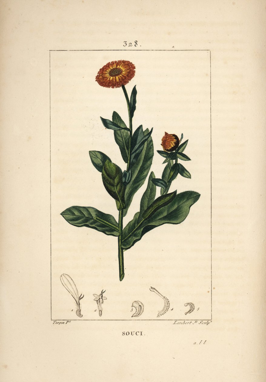 マリーゴールド（Calendula officinalis）の花、葉、茎。Chaumeton, Poiret and Chamberetの "La Flore Medicale", Paris, Panckouckeに掲載されたPierre Jean-Francois Turpinの図からLambert Juniorが描いた手彩色のスティプル銅版画。 作： ピエールジャンフランソワターピン