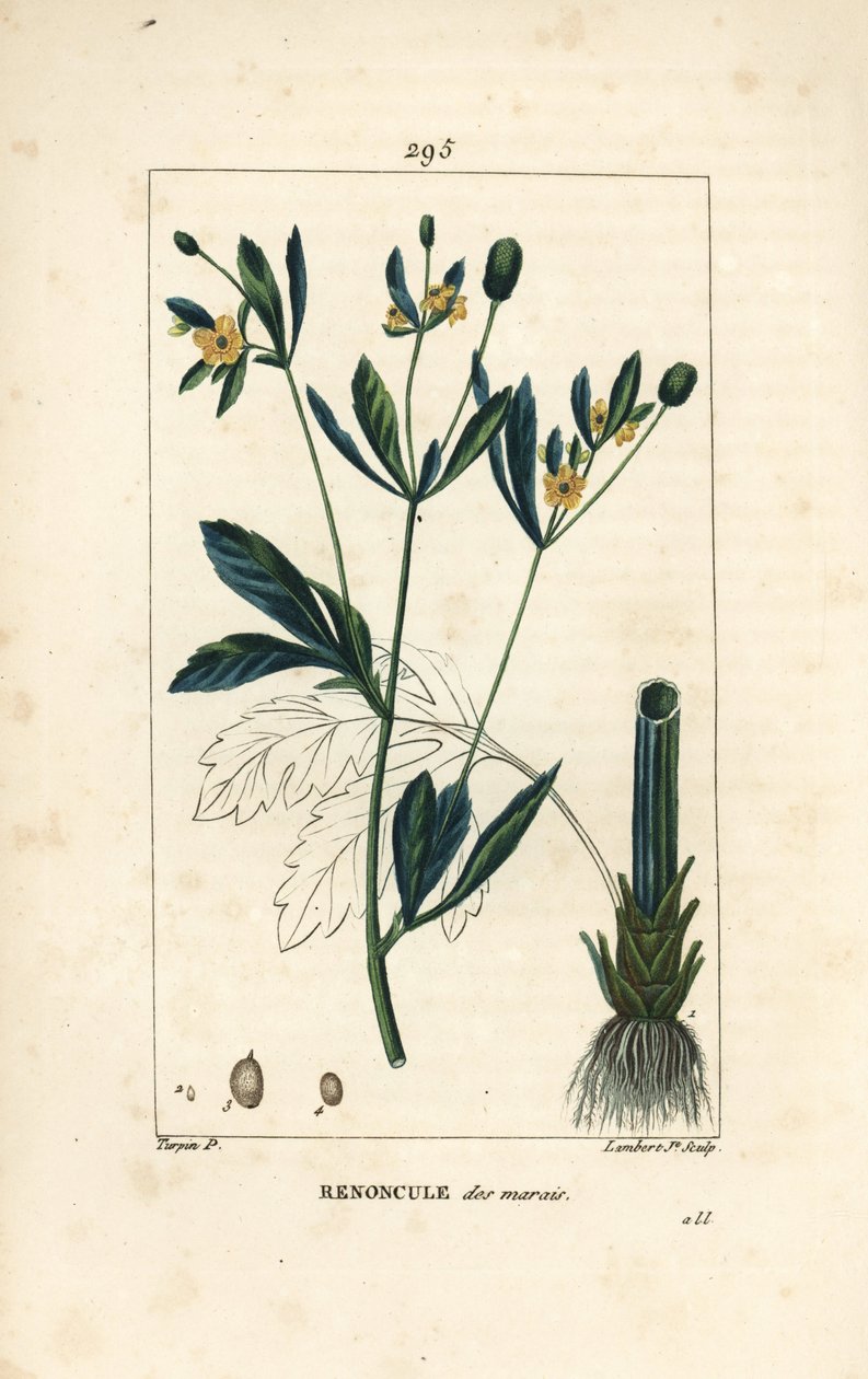 marsh caltha, marsh population or water marigold - マーシュ・マリーゴールドまたはマーシュ・カラスフット、Caltha palustris (Ranunculus palustris)、花、葉、茎、根、種付き。Pierre Jeaが描いた絵をLambert Juniorが手彩色のスティップル銅版画にしたもの。 作： ピエールジャンフランソワターピン