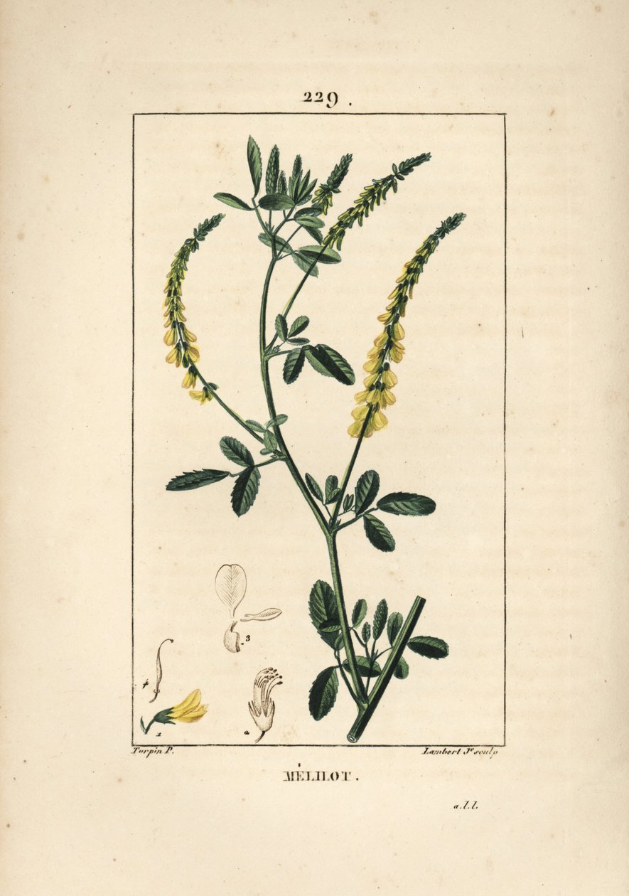 Melilot - メリロット・トレフォイル（Melitotus officinarum）。Chaumeton, Poiret and Chamberet