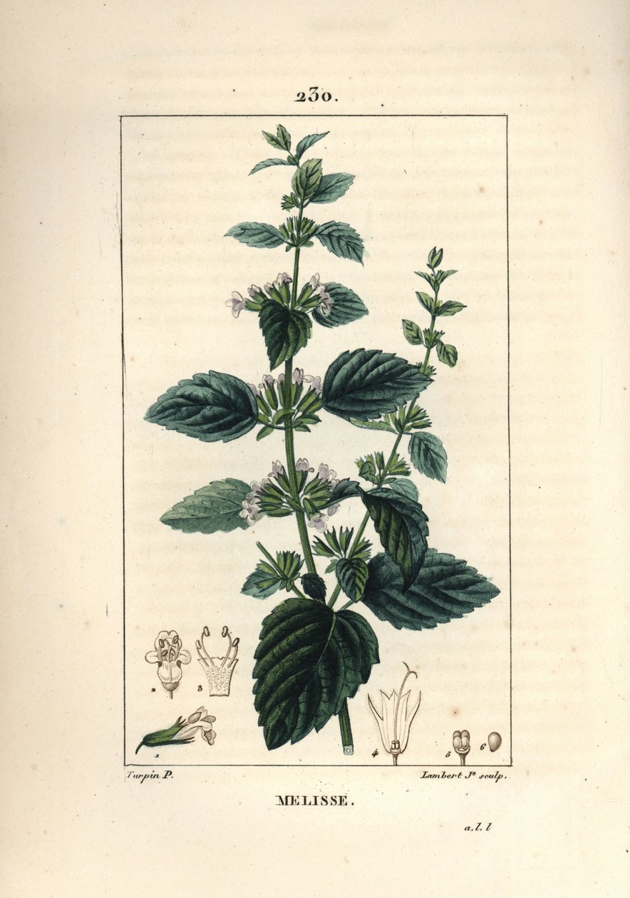 栽培されているメリッサ（Melisse des jardins）は、コモンバーム（Melissa hydrtensis）のことです。Chaumeton, Poiret and Chamberetの "La Flore Medicale, Paris, Pa "に掲載されているPierre Jean-Francois Turpinの絵をもとにLambert Juniorが描いた手彩色のスティプル銅版画。 作： ピエールジャンフランソワターピン