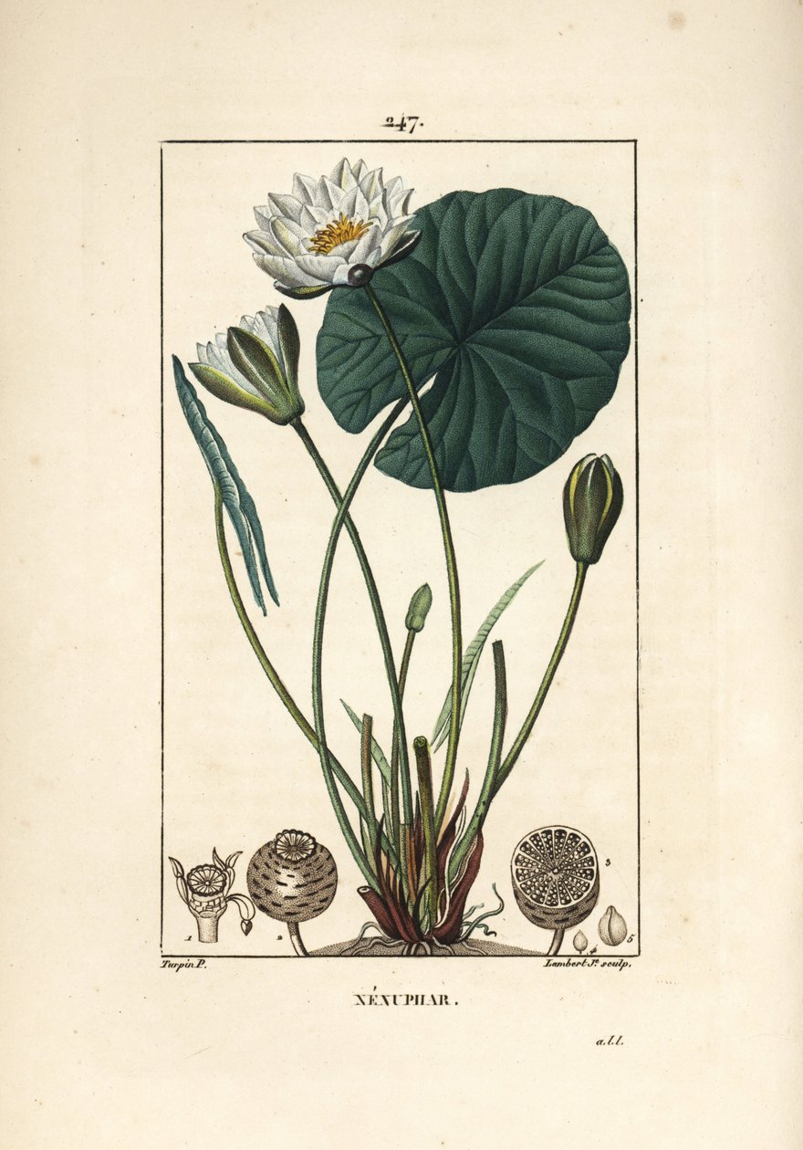 Nenuphar blanc - 白睡蓮（Nymphaea alba）、葉、花、種小胞、種子。Chaumeton, Poiret and Chamberetの "La Flore Medicale "からPierre Jean-Francois Turpinが描いたものをLambert Juniorが手彩色のスティプル銅版画にしたもの。 作： ピエールジャンフランソワターピン
