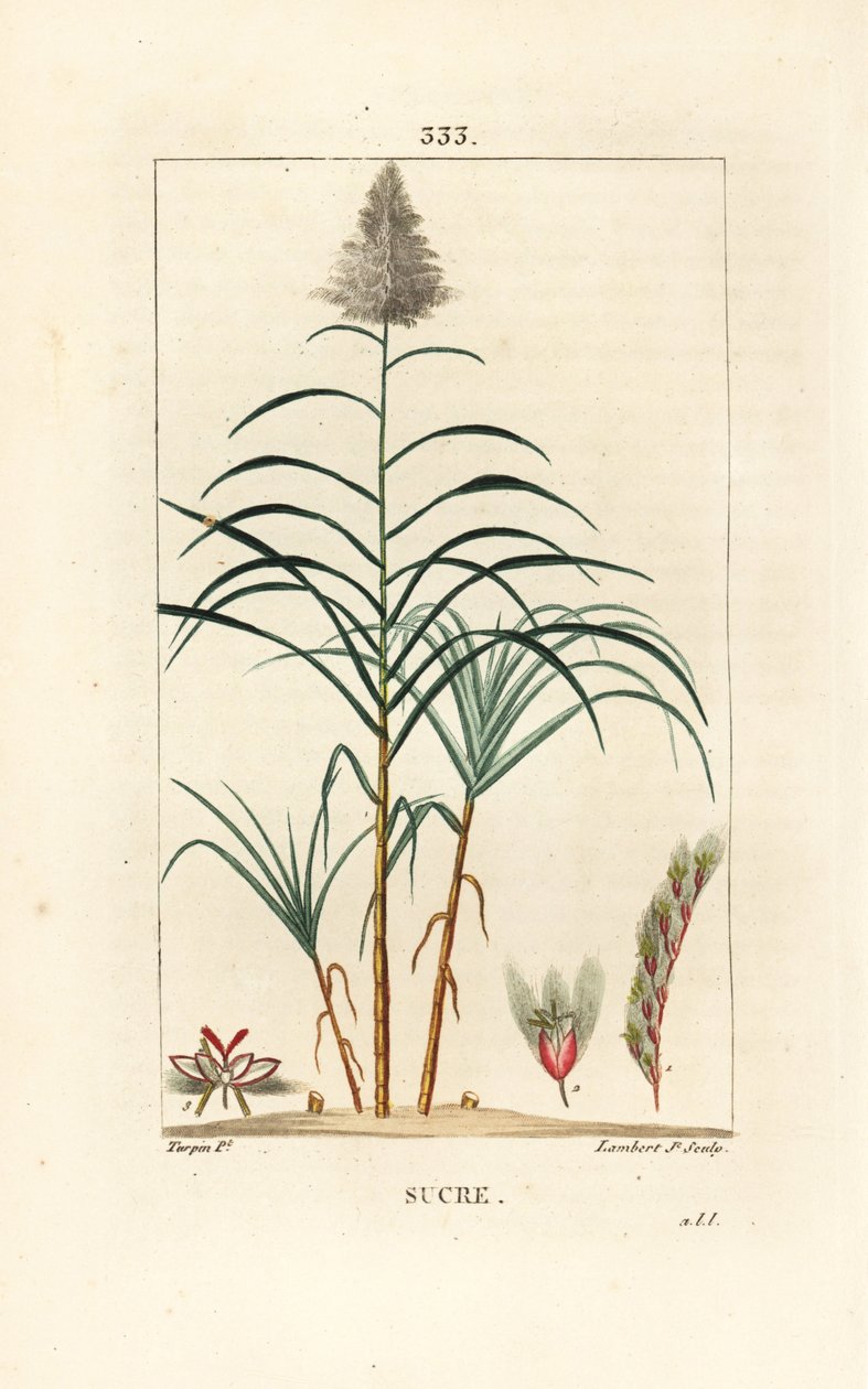 高貴な杖 - サトウキビ（Saccharum officinarum）。Chaumeton, Poiret and Chamberetの "La Flore Medicale", Paris, Panckouckeに掲載されたPierre Jean-Francois Turpinの絵からLambert Juniorが描いた手彩色のスティップル銅版画。 作： ピエールジャンフランソワターピン