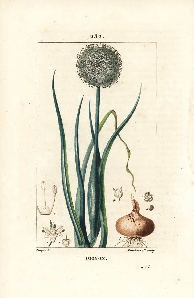 Onion - Onion, Allium cepa, with flower, leaf, bulb and roots.Chaumeton, Poiret and Chamberetの "La Flore Medicale", Paris, Panckouckeに掲載されたPierre Jean-Francois Turpinの絵をもとにLambert Juniorが描いた手彩色のスティップル銅版画。 作： ピエールジャンフランソワターピン