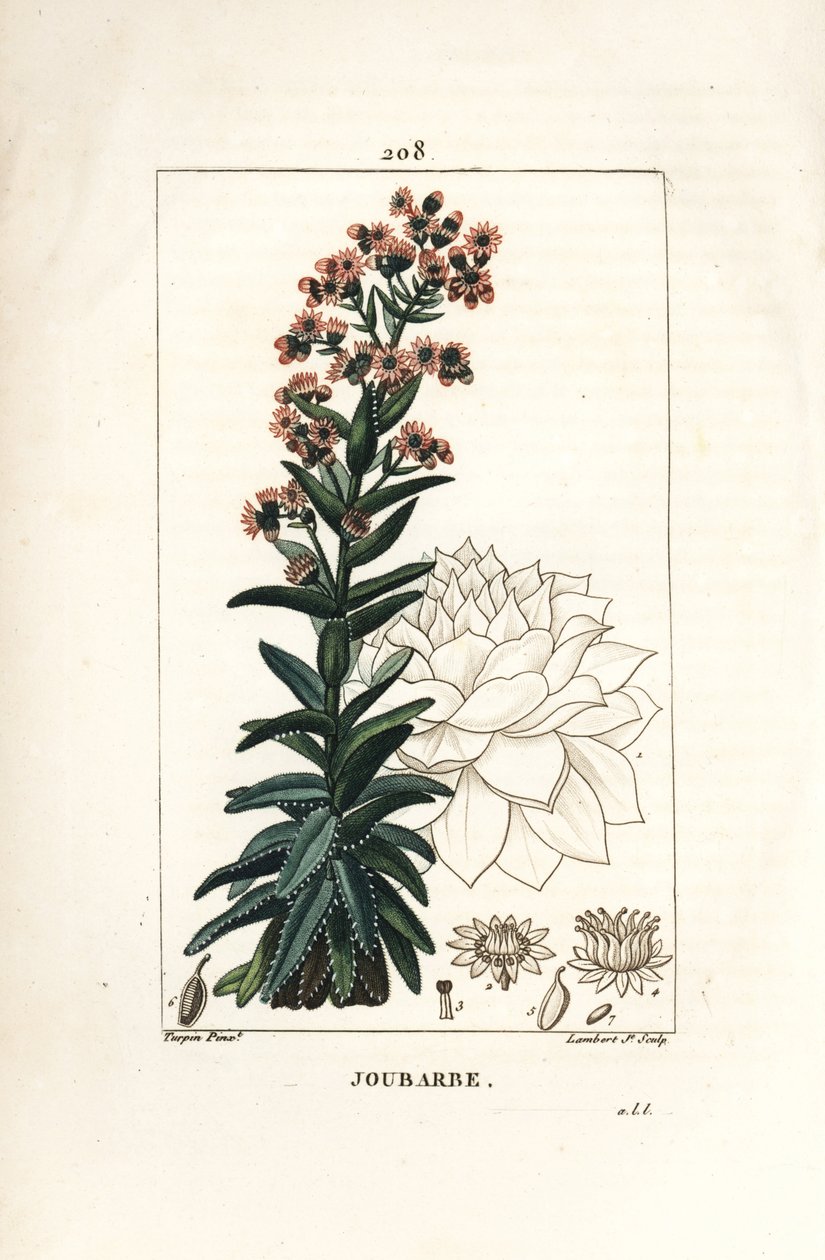 Orpin - コモン・ハウスリーク（Sedum majus）。Chaumeton, Poiret and Chamberetの "La Flore Medicale", Paris, Panckouckeに掲載されたPierre Jean-Francois Turpinの絵をもとにLambert Juniorが描いた手彩色のスティプル銅版画。 作： ピエールジャンフランソワターピン