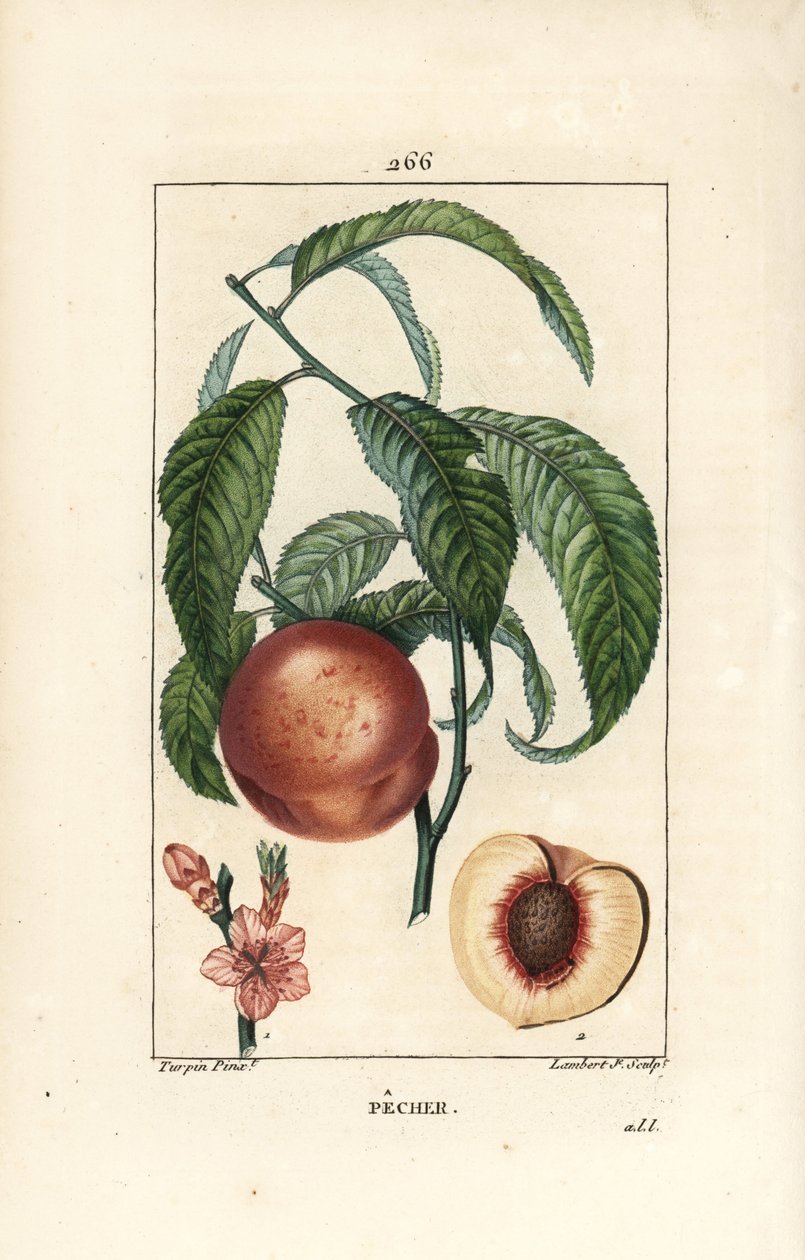Pecher - Peach tree, Amygdalus persica, with blossom, leaf, stalk, ripe fruit, and fruit in section with seed.ショーメトン、ポワレ、シャンベの作品からピエール・ジャン＝フランソワ・テュルパンが描いた絵をもとに、ランベール・ジュニアが手彩色のスティプル銅版画を制作。 作： ピエールジャンフランソワターピン