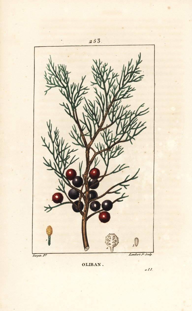 フェニキアのジュニパー、アラール、またはインセンス、Juniperus phoenicea、枝、葉、実。PoのChaumetonにあるPierre Jean-Francois Turpinの絵からLambert Juniorが描いた手彩色のスティプル銅版画。 作： ピエールジャンフランソワターピン