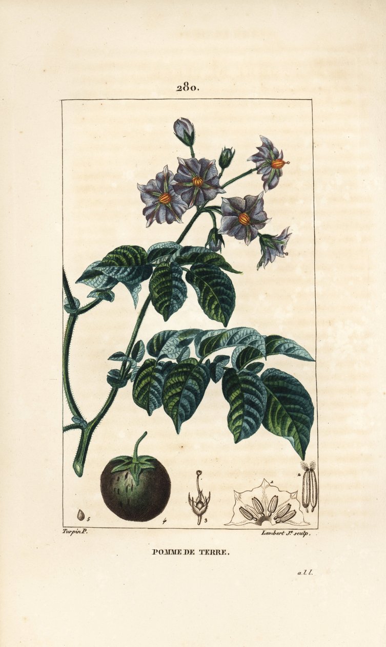 potato (じゃがいも) - 花、葉、茎、果実を持つSolanum tuberosumのじゃがいも。パリで出版されたChaumeton, Poiret and Chamberetの "La Flore Medicale "に掲載されたPierre Jean-Francois Turpinの絵からLambert Juniorが描いた手彩色のスティプル銅版画 作： ピエールジャンフランソワターピン