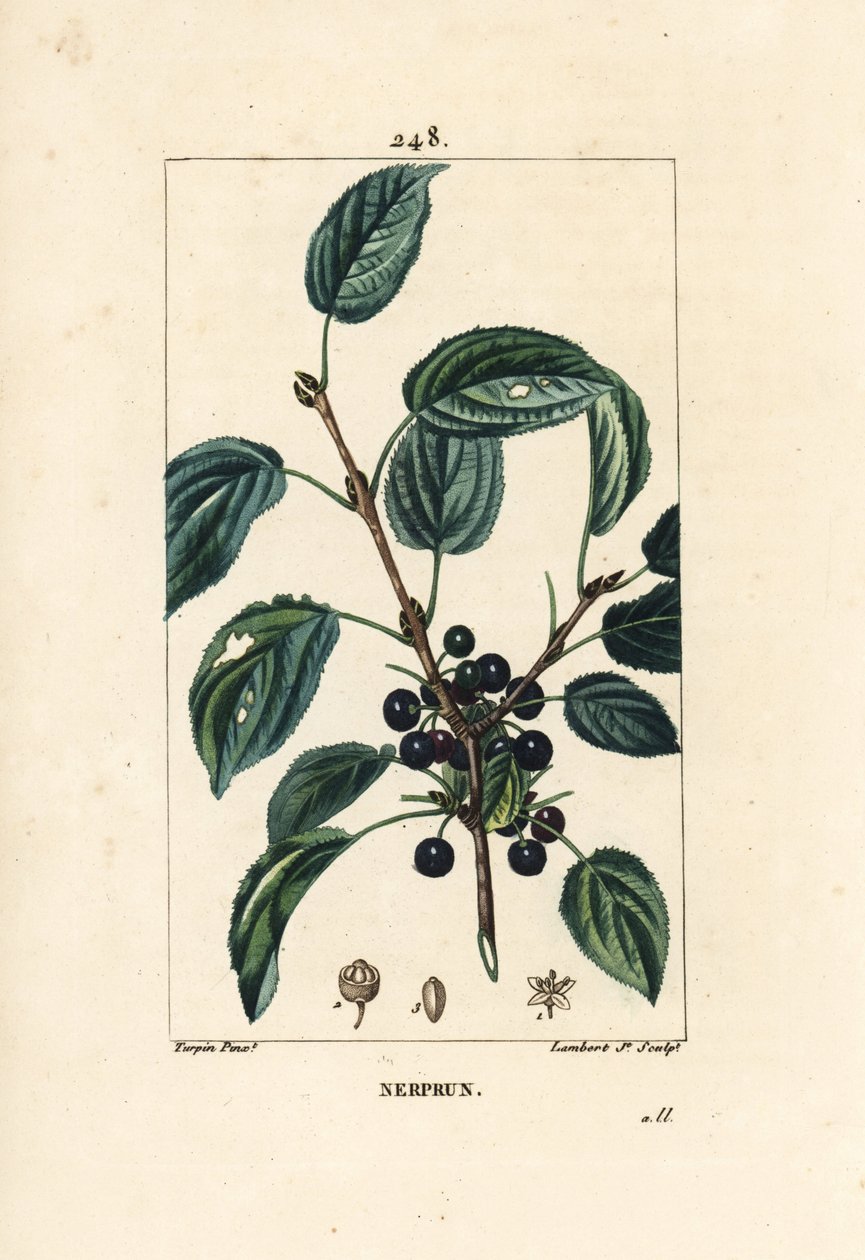 Purgative buckthorn, Cathartic buckthorn or offic buckthorn - Purging buckthorn, Rhamnus cathartica.Chaumeton, Poiret and Chamberet