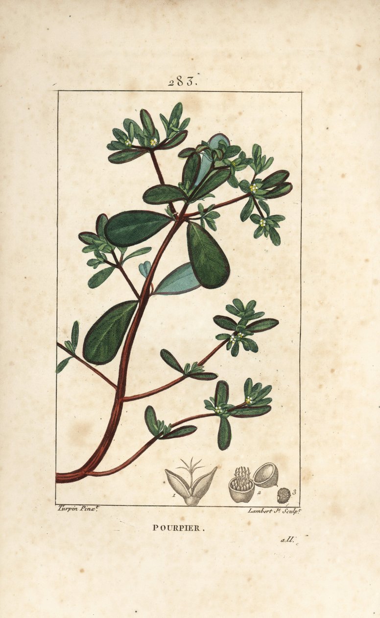 葉、茎、花をつけたプルスレーヌ（Porculaca oleracea）。Chaumeton, Poiret and Chamberetの "La Flore Medicale, Paris, Panckouck "に掲載されたPierre Jean-Francois Turpinの絵をもとにLambert Juniorが描いた手彩色のスティプル銅版画。 作： ピエールジャンフランソワターピン