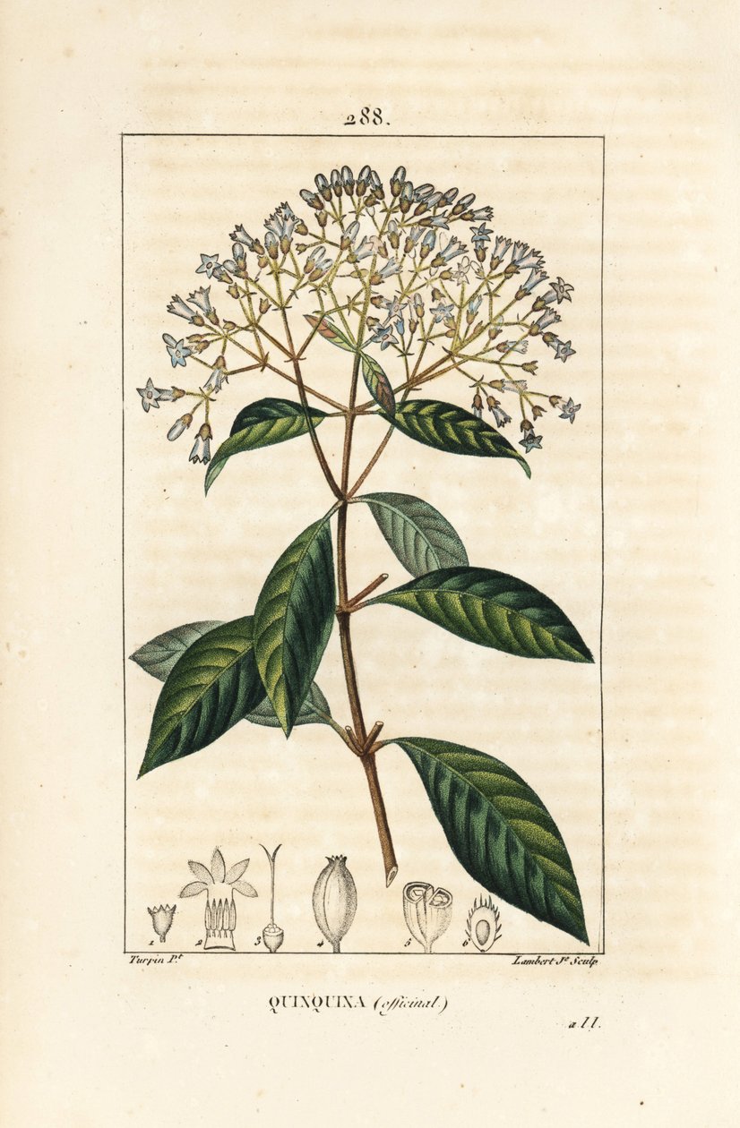 Quinquina - キニーネまたはペルーの樹皮の木、Cinchona officinalis、花、枝、葉、種。Chaumeton, Poiret and Chamberetの「La Flo」に掲載されたPierre Jean-Francois Turpinの絵をもとにLambert Juniorが描いた手彩色のスティプル銅版画。 作： ピエールジャンフランソワターピン