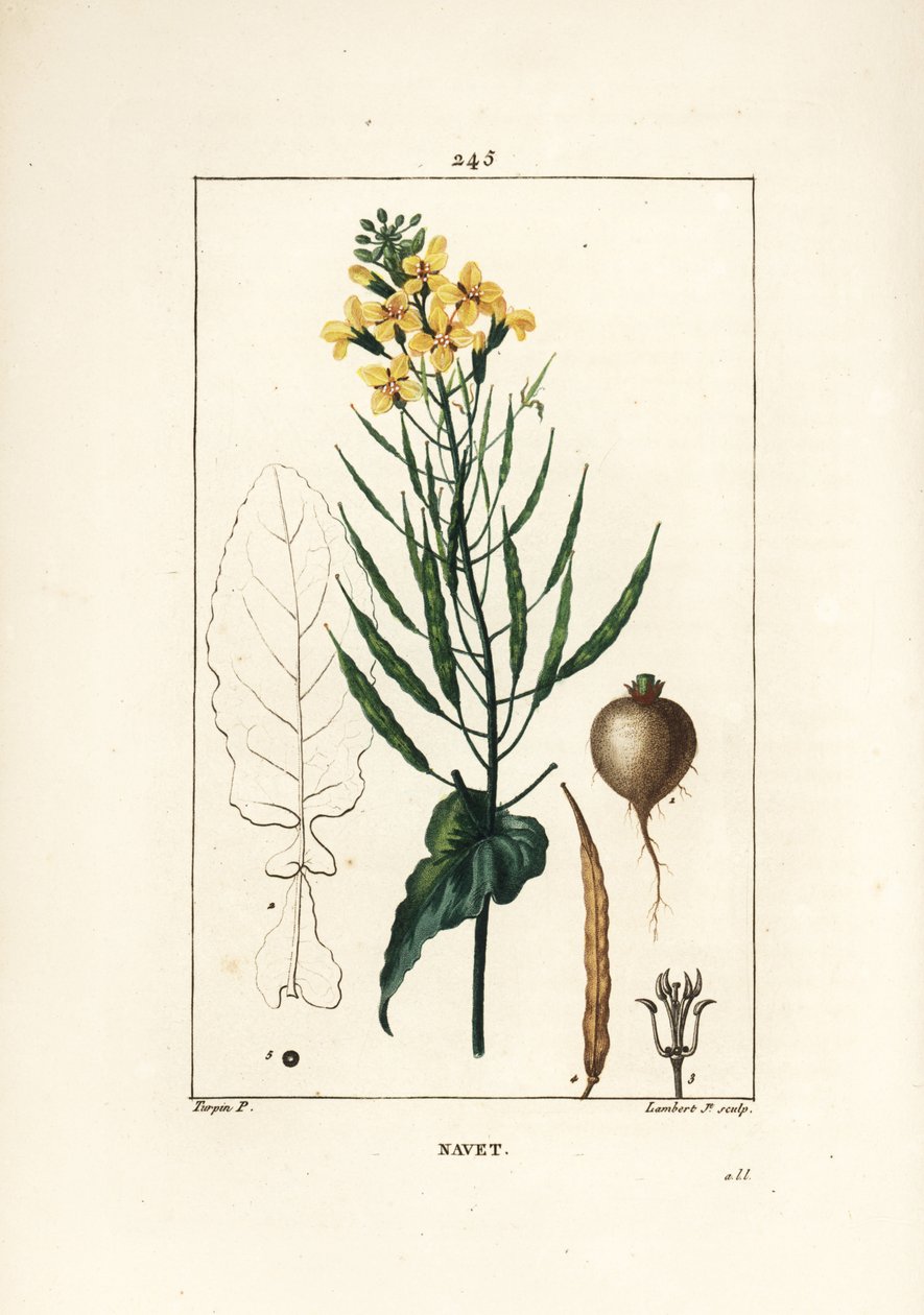 菜種（Brassica napus）、葉、花、根。Chaumeton, Poiret and Chamberetの "La Flore Medicale", Paris, Panckouckeに掲載されたPierre Jean-Francois Turpinの図からLambert Juniorが描いた手彩色のスティップル銅版画。 作： ピエールジャンフランソワターピン