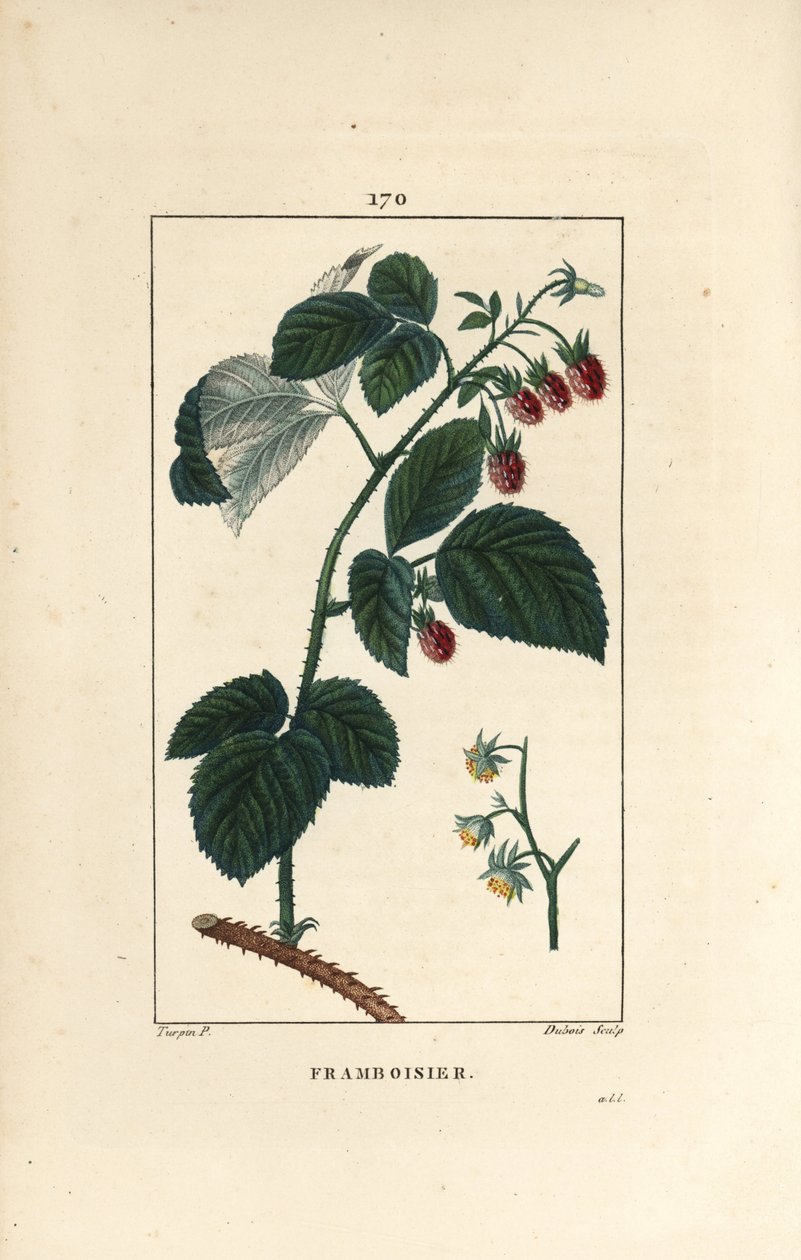 Raspberry - Raspberry (Rubus idaeus) の花、葉、とげ、熟した果実。Chaumeton, Poiret et Chamberetの "La Flore Medicale, P "に掲載されたPierre Jean-Francois Turpinの絵をもとにLambert Juniorが描いた手彩色のスティプル銅版画。 作： ピエールジャンフランソワターピン